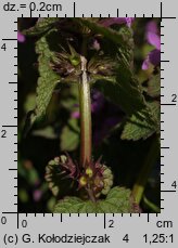 Lamium purpureum (jasnota purpurowa)