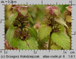 Lamium purpureum (jasnota purpurowa)