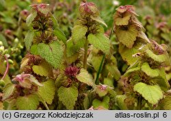 Lamium purpureum (jasnota purpurowa)