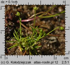 Sagina procumbens (karmnik rozesłany)