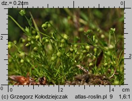 Sagina procumbens (karmnik rozesłany)