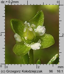 Sagina procumbens (karmnik rozesłany)