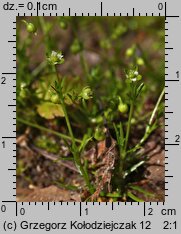 Sagina procumbens (karmnik rozesłany)