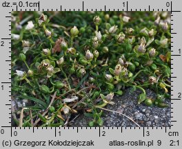 Sagina procumbens (karmnik rozesłany)