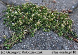 Sagina procumbens (karmnik rozesłany)