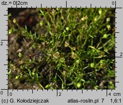 Sagina procumbens (karmnik rozesłany)