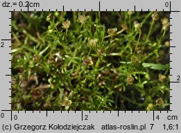 Sagina procumbens (karmnik rozesłany)