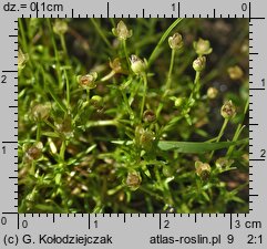 Sagina procumbens (karmnik rozesłany)