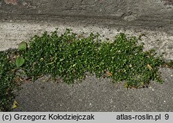 Sagina procumbens (karmnik rozesłany)