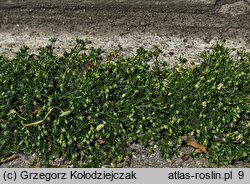 Sagina procumbens (karmnik rozesłany)