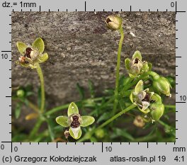 Sagina procumbens (karmnik rozesłany)