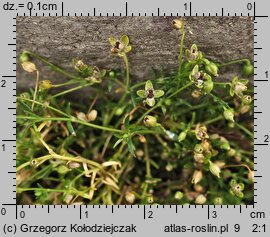 Sagina procumbens (karmnik rozesłany)