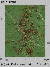 Sagina procumbens (karmnik rozesłany)