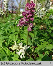 Corydalis cava (kokorycz pusta)