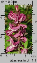 Corydalis cava (kokorycz pusta)