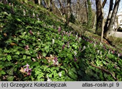 Corydalis cava (kokorycz pusta)