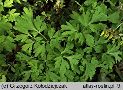 Corydalis cava (kokorycz pusta)