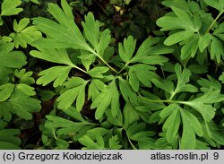 Corydalis cava (kokorycz pusta)