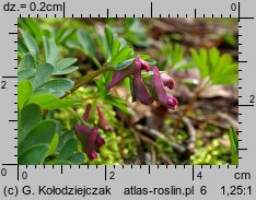 Corydalis intermedia (kokorycz wątła)