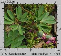 Corydalis intermedia (kokorycz wątła)