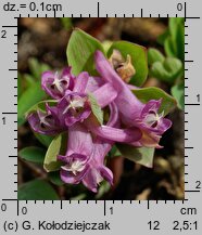 Corydalis intermedia (kokorycz wątła)