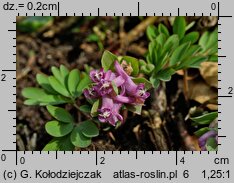 Corydalis intermedia (kokorycz wątła)