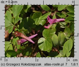 Corydalis intermedia (kokorycz wątła)