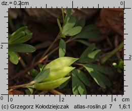 Corydalis intermedia (kokorycz wątła)