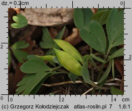 Corydalis intermedia (kokorycz wątła)