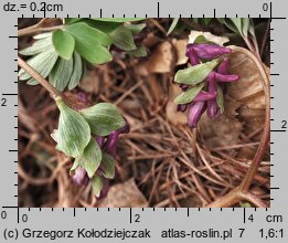 Corydalis intermedia (kokorycz wątła)