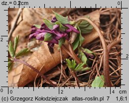 Corydalis intermedia (kokorycz wątła)