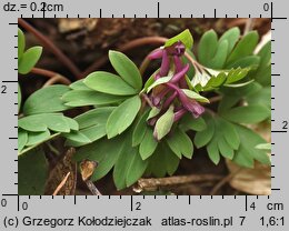 Corydalis intermedia (kokorycz wątła)