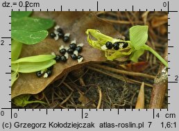 Corydalis intermedia (kokorycz wątła)