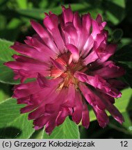 Trifolium alpestre (koniczyna dwukłosowa)