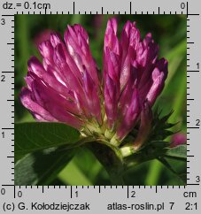 Trifolium alpestre (koniczyna dwukłosowa)