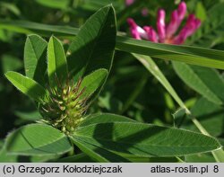 Trifolium alpestre (koniczyna dwukłosowa)