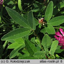 Trifolium alpestre (koniczyna dwukłosowa)