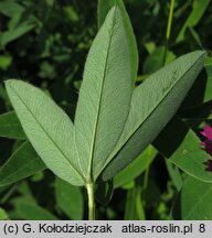 Trifolium alpestre (koniczyna dwukłosowa)