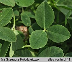 Trifolium fragiferum ssp. fragiferum (koniczyna rozdęta typowa)