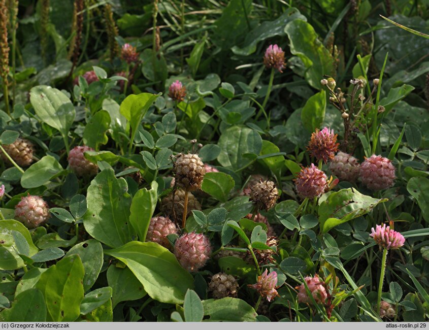 Trifolium fragiferum ssp. fragiferum (koniczyna rozdęta typowa)