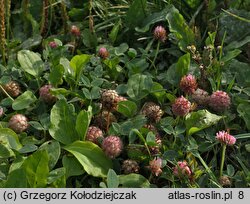 Trifolium fragiferum ssp. fragiferum (koniczyna rozdęta typowa)