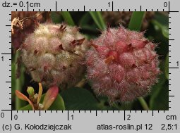 Trifolium fragiferum ssp. fragiferum (koniczyna rozdęta typowa)