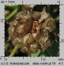 Trifolium fragiferum ssp. fragiferum (koniczyna rozdęta typowa)