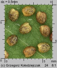 Trifolium fragiferum ssp. fragiferum (koniczyna rozdęta typowa)