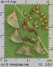 Trifolium fragiferum ssp. fragiferum (koniczyna rozdęta typowa)