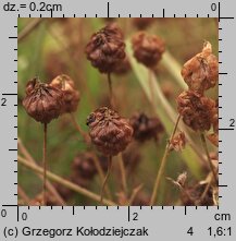 Trifolium campestre (koniczyna różnoogonkowa)