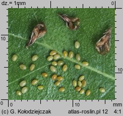 Trifolium campestre (koniczyna różnoogonkowa)