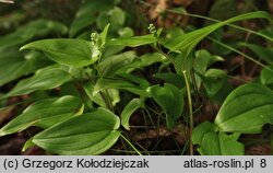 Maianthemum bifolium (konwalijka dwulistna)