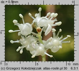 Maianthemum bifolium (konwalijka dwulistna)