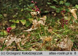 Maianthemum bifolium (konwalijka dwulistna)